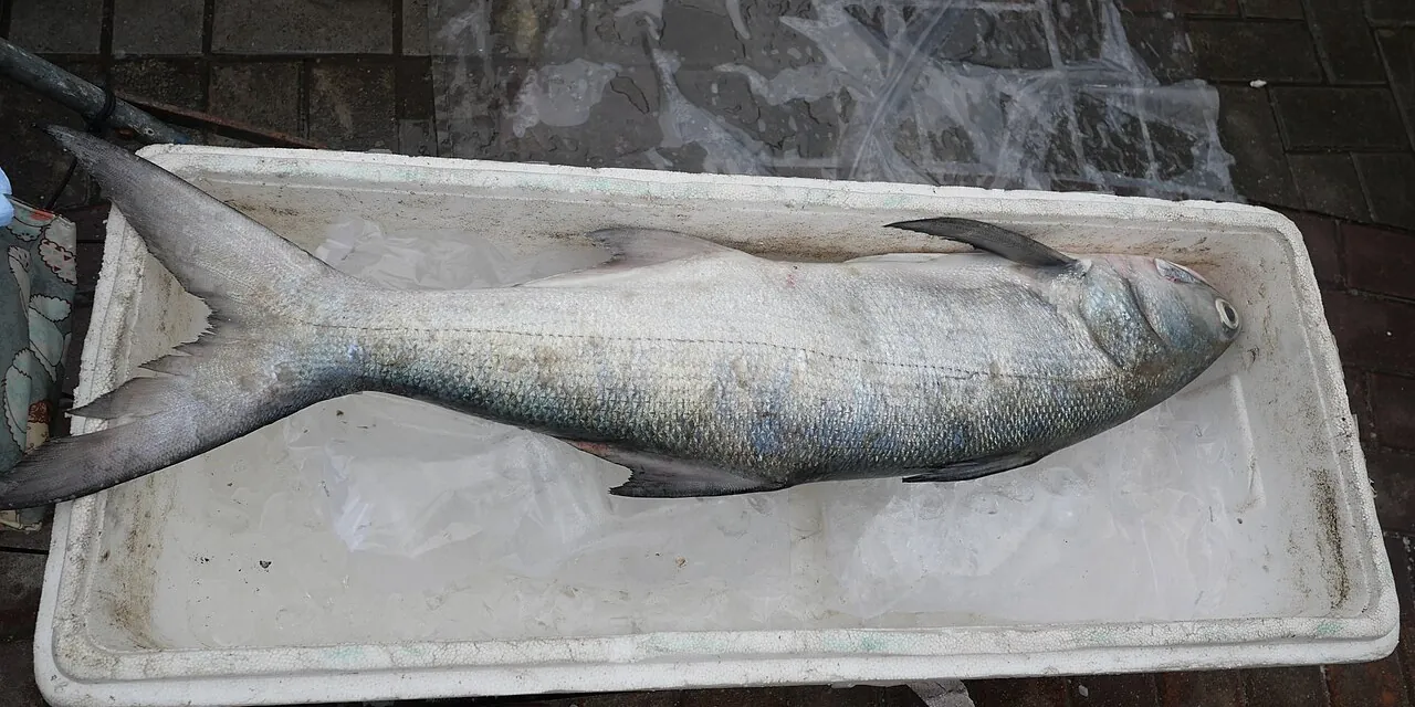 午仔魚